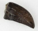 Serrated, Allosaurus Tooth - Top Quality! #36386-3